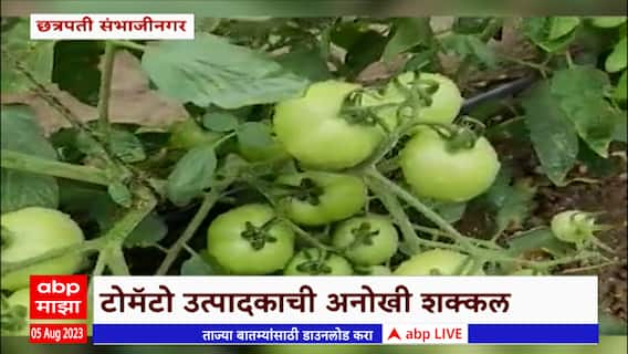 Chhatrapati Sambhajinagar: चोरी होऊ नये म्हणून टोमॅटो उत्पादकाची अनोखी शक्कल; शेतात लावले CCTV