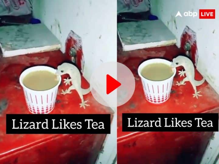 Lizard taking tea from glass enjoy every sip big chai lover video viral इंसान से बड़ी Tea Lover निकली यह छिपकली, जबरदस्त अंदाज में ले रही चाय की चुस्की- Video Viral