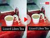 इंसान से बड़ी Tea Lover निकली यह छिपकली, जबरदस्त अंदाज में ले रही चाय की चुस्की- Video Viral