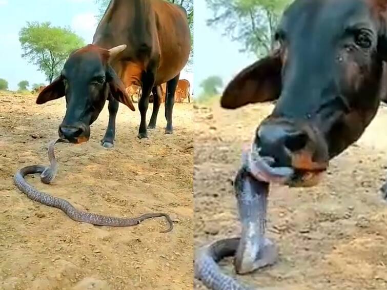 Viral video of a cow playing with a snake that was released by an IFS officer susanta nanda Watch: படமெடுத்து நிற்கும் பாம்புடன் ஜாலியாக விளையாடும் பசு… ஐ.எஃப்.எஸ். அதிகாரி வெளியிட்ட விசித்திரமான வீடியோ!