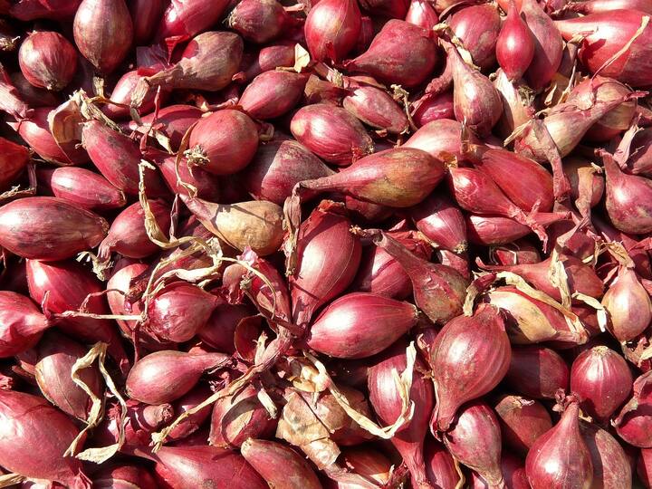 जाणून घेऊया कोणताही त्रास सहन न करता कांदा कसा चिरावा.