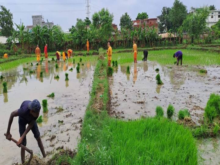 वट लाओस मंदिर के केयर टेकर संजय कुमार सिंह ने बताया कि बौद्ध भिक्षुओं का अभी वर्षावास चल रहा है, जिसमें एक ही स्थान पर बौद्ध भिक्षुओं को रहना होता है. इस क्रम में स्टिकी राइस की रोपनी की गई.