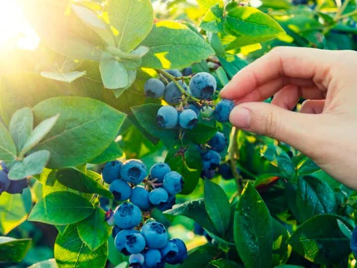 blue berry farming 60 lakhs will be earned in one acre एक एकड़ में होगी 60 लाख की कमाई, एक हजार रुपये वाले इस फल की ऐसे होती है खेती
