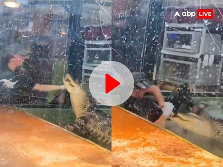crocodile attacked on zoo keeper grabbed her hand tourist jumped into water to save her video viral महिला जू कीपर को चबाने लगा मगरमच्छ! हाथ को दांतों से जकड़कर खींचा पिंजरे में... खौफनाक Video