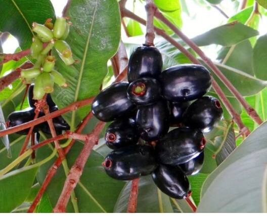 वाढत्या बाळाच्या विकासासाठी अतिरिक्त पोषक तत्वांची गरज असते.