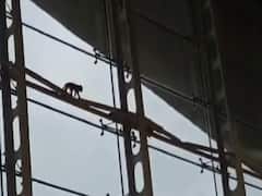 Lost Monkey Roaming Around Kuala Lumpur Airport Causes Chaos. WATCH