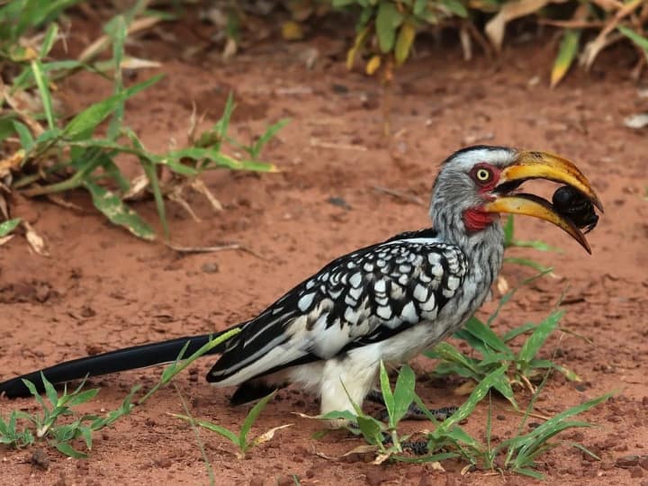 Hornbill bird is also known as gardener of forest know about its love story जंगल का माली कहलाता है ये पक्षी, इसकी प्रेम कहानी भी है जानने लायक, पढ़िए...