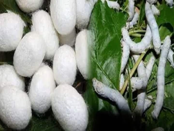 Silk producing farmers in Marathwada are getting good rates Silk Farming: मराठवाड्यातील रेशीम उत्पादक शेतकऱ्यांचे 'अच्छे दिन'; 'या' बाजारपेठ मिळतोय 'सोन्या'चा दर