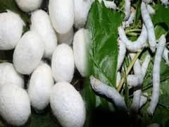 Silk Farming: मराठवाड्यातील रेशीम उत्पादक शेतकऱ्यांचे 'अच्छे दिन'; 'या' बाजारपेठ मिळतोय 'सोन्या'चा दर