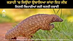Most Trafficked Mammal: ਕੜਾਹੀ 'ਚ ਜਿਉਂਦਾ ਉਬਾਲਿਆ ਜਾਂਦਾ ਇਹ ਜੀਵ, ਜਿਣਸੀ ਬਿਮਾਰੀਆਂ ਲਈ ਬਣਦੀ ਦਵਾਈ, ਮੀਟ 40000 ਰੁਪਏ ਕਿੱਲੋ