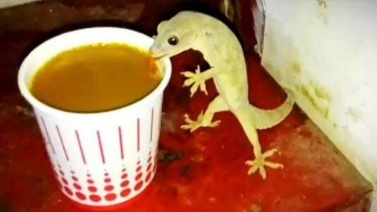 lizard captured drinking tea from glass enjoys every sip Viral Video: ਇਨਸਾਨ ਹੀ ਨਹੀਂ, ਕਿਰਲੀ ਵੀ ਨਿਕਲੀ ਚਾਹ ਪ੍ਰੇਮੀ, ਆਰਾਮ ਨਾਲ ਚਾਹ ਦੀ ਚੁਸਕੀ ਲੈਂਦੀ ਆਈ ਨਜ਼ਰ