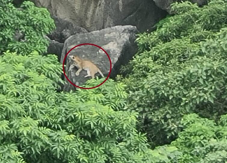 Ambaji:  A leopard was spotted in Gabbari hills, fear among the visitors Ambaji: ગબ્બરની પહાડીઓમાં જોવા મળ્યો દીપડો, દર્શનાર્થીઓમાં ભયનો માહોલ