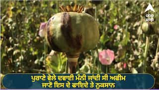 Afeem Benifit and Risks: ਪੁਰਾਣੇ ਵੇਲੇ ਦਵਾਈ ਮੰਨੀ ਜਾਂਦੀ ਸੀ ਅਫੀਮ, ਜਾਣੋ ਇਸ ਦੇ ਫਾਇਦੇ ਤੇ ਨੁਕਸਾਨ