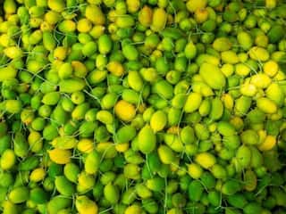 करेले जैसी दिखने वील ये सब्जी डायबिटीज सहित इन बीमारियों की कर सकती है छुट्टी