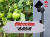 काय सांगता! टोमॅटोच्या शेताला CCTVचं कवच, चोऱ्या थांबवण्यासाठी शेतकऱ्याची आयडीयाची कल्पना