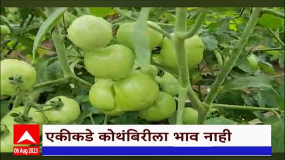 Chhatrapati Sambhajinagar :टोमॅटोच्या शेतीला CCTVचं कवच; चोरी होऊ नये म्हणून शेतकऱ्याने लढवली शक्कल