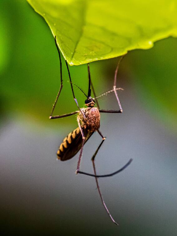 इन पौधों से रोकें घर में मच्छरों की एंट्री