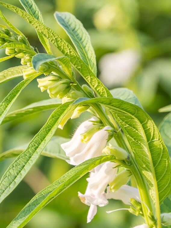 तिल की खेती कर किसान ताबातोड़ कर सकते हैं कमाई