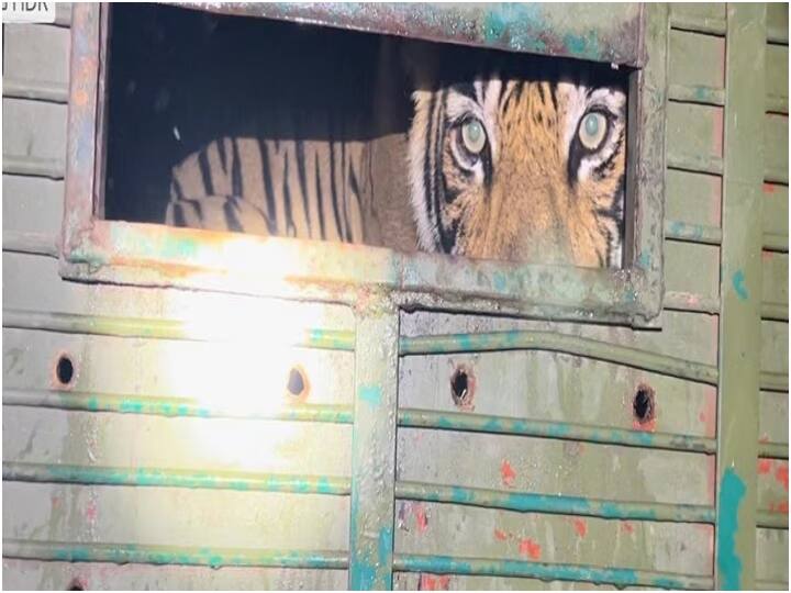 kota queen of jungle tigress 119 brought to ramgarh tiger reserve by forest department ann Kota: रणथम्भौर से लाई गई जंगल की रानी T-119, अब रामगढ़ टाइगर रिजर्व में बाघों की संख्या बढ़कर 6 हुई