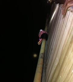 जाको राखे साइयां, मार सके न कोई... 13 वर्षांच्या मुलीनं प्रसंगावधान दाखवत वाचवला स्वतःचा जीव; नेमकं घडलं काय?