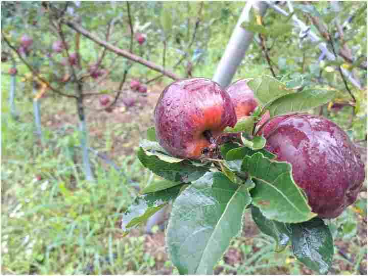 Apple cultivation in Uttarakhand on the lines of Himachal ANN Uttarakhand News: हिमाचल की तर्ज पर उत्तराखंड में हो रही सेब की खेती, किसानों को मिल रहा लाभ, जानें- कहां से मिली मदद