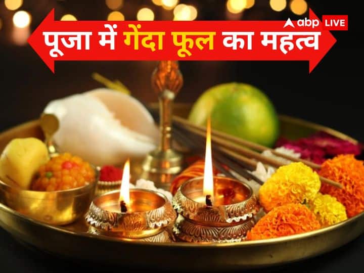 Genda Phool most offerer during in worship know importance of Marigold flower in hinduism Genda Phool in Puja: पूजा-पाठ में क्यों सबसे अधिक गेंदा फूल का होता है प्रयोग, जानिए इसका महत्व