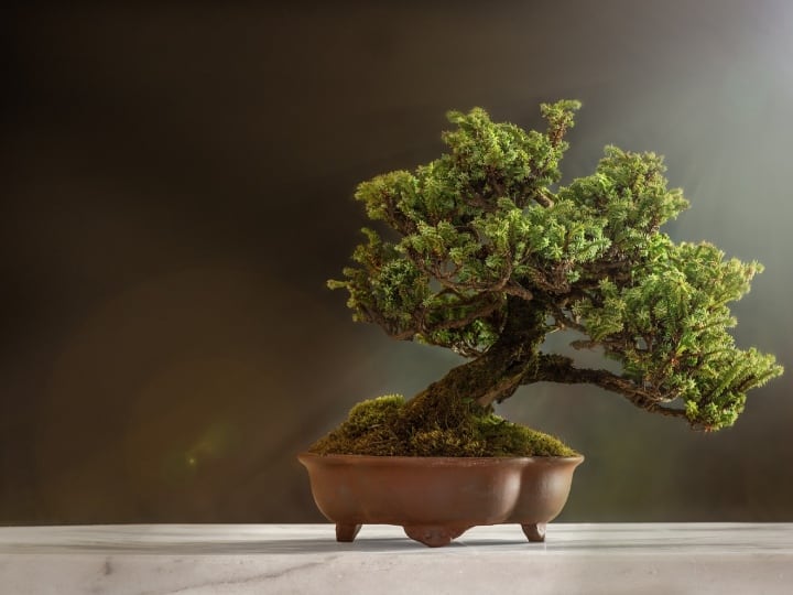 Bonsai is the most expensive tree in the world the cost of one tree is 10 crores एक ऐसा पेड़ जिससे ना लकड़ी मिलती है और ना ही फल, तब भी कीमत है 10 करोड़!