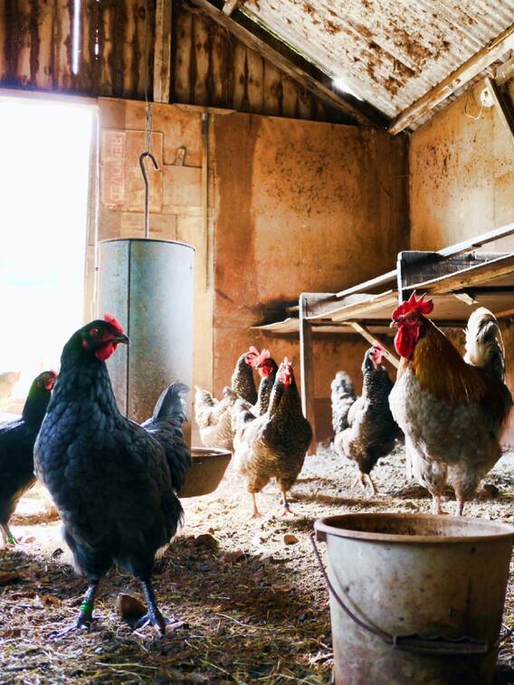 घर पर ही करें पोल्ट्री फार्मिंग, इनकम होगी डबल