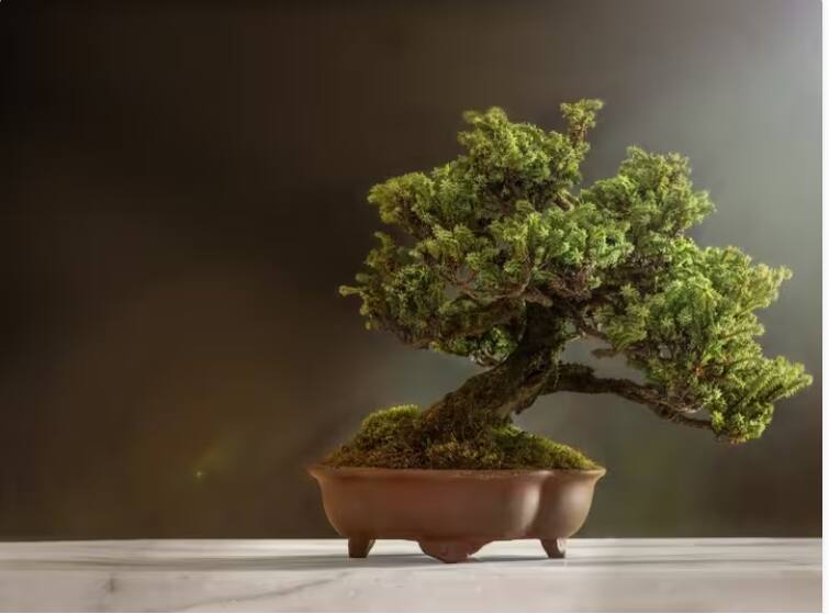 bonsai is the most expensive tree in the world the cost of one tree is 10 crores Viral News: ਇੱਕ ਅਜਿਹਾ ਦਰੱਖਤ ਜਿਸ ਤੋਂ ਨਾ ਤਾਂ ਲੱਕੜ ਮਿਲਦੀ ਹੈ ਤੇ ਨਾ ਹੀ ਫਲ, ਫਿਰ ਵੀ 10 ਕਰੋੜ ਹੈ ਕੀਮਤ!