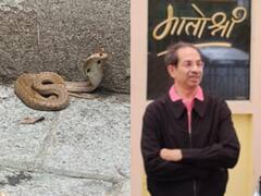 पूर्व सीएम उद्धव ठाकरे के बंगले 'मातोश्री' में मिला जहरीला कोबरा सांप, जानें फिर क्या हुआ?