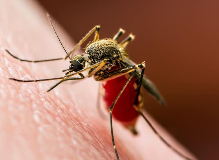 Nagpur News One person died due to dengue in Nagpur Nagpur: नागपूरमध्ये डेंग्यूमुळं एकाचा मृत्यू, नागरिकांमध्ये भीतीचं वातावरण