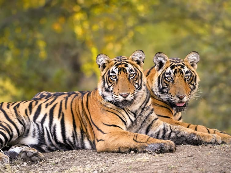 Population of tigers India increased from 1,411 in 2006 to 3,682 in 2022 Centre tells Lok Sabha Parliament Monsoon Session Tiger Population In India Rose From 1,411 In 2006 To 3,682 In 2022, Union Govt Tells Lok Sabha