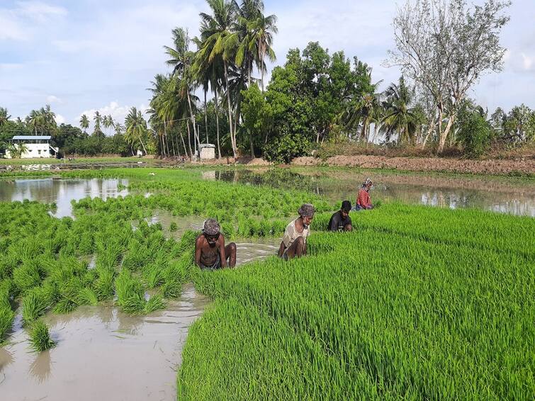 thiruvarur near 3000 acres water problem paddy damage farmers very disappointed கடைமடைக்கு வராத தண்ணீர்.. கருகும் 3 ஆயிரம் ஏக்கர் பயிர்கள்..! டெல்டா விவசாயிகளுக்கு தீர்வு கிட்டுமா?