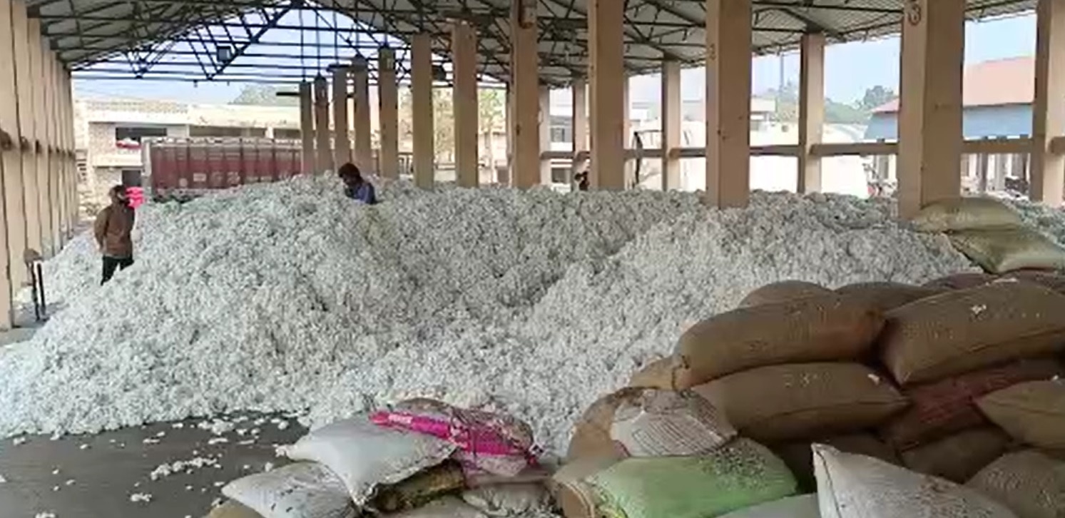 Cotton Farm: ભાવનગરમાં ચાલુ વર્ષે કપાસના વાવેતરમાં ધરખમ વધારો, રાજ્યમાં ત્રીજો નંબર