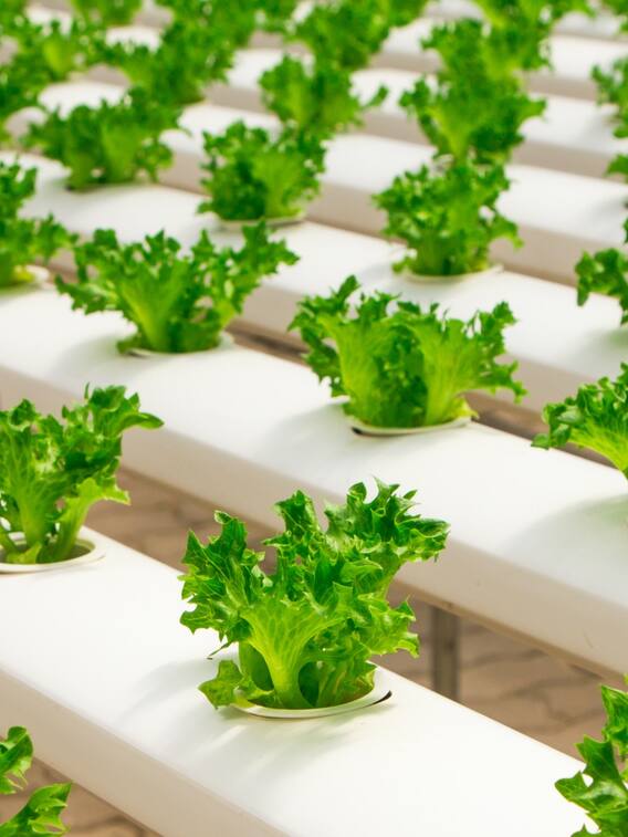 घर पर पानी में आसानी से उगाएं सब्जियां