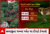 Leopard In Gujarat | เชเชพเชฃเซ เชฐเชพเชเซเชฏเชญเชฐเชฎเชพเช เชฆเซเชชเชกเชพเชจเซ เชธเซเชฅเชฟเชคเชฟ เช
เชเชเซ เช เชตเชฟเชถเซเชท เช
เชนเซเชตเชพเชฒเชฎเชพเช