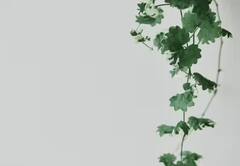 Plants: ਘਰ 'ਚ ਲਾਓ ਇਹ ਬੂਟੇ, ਮਿਲੇਗੀ ਸ਼ੁੱਧ ਤੇ ਸਾਫ ਹਵਾ