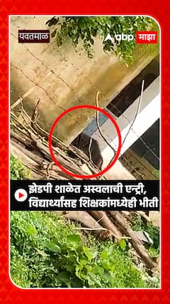Yavatmal Bear : झेडपी शाळेत अस्वलाची एन्ट्री, विद्यार्थ्यांसह शिक्षकांमध्येही भीती
