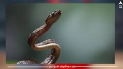 Snake: ਸੱਪ ਦੇ ਡੰਗਣ 'ਤੇ ਕੀ ਕਰਨਾ ਚਾਹੀਦਾ ਅਤੇ ਕੀ ਨਹੀਂ ਕਰਨਾ ਚਾਹੀਦਾ...ਜਾਣੋ