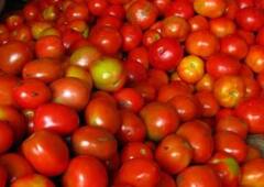 Tomato :  टोमॅटोच्या दरात  मोठी वाढ, शेतकऱ्यांना फायदा