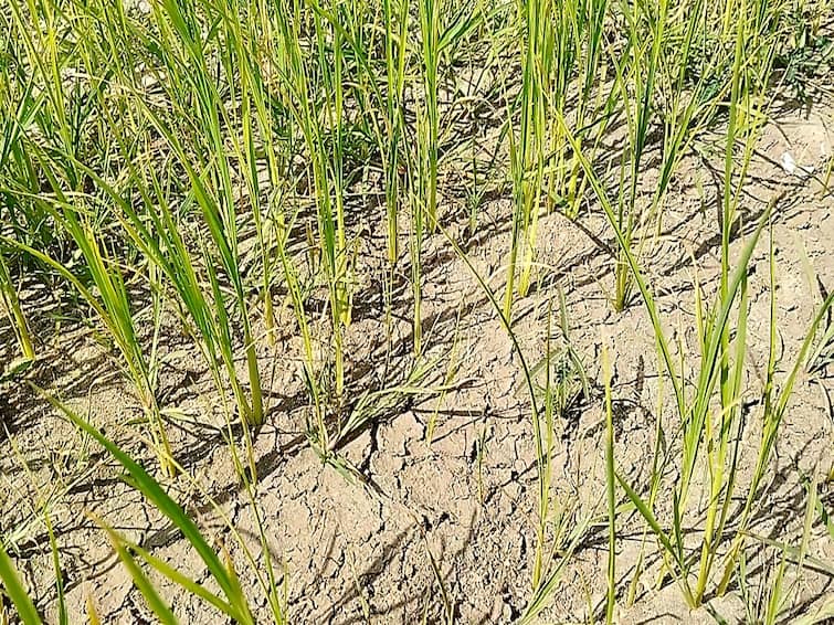 Thousand acres  paddy crops in Tiruvarur district withering away without water Farmers agony TNN திருவாரூர் மாவட்டத்தில் நீரின்றி கருகும் பல்லாயிரக்கணக்கான ஏக்கர் நெற் பயிர்கள் - விவசாயிகள் வேதனை