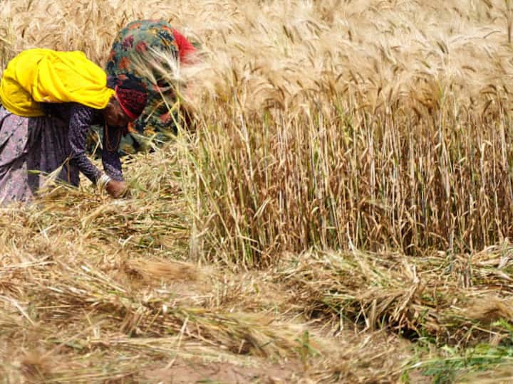 Agriculture Minister Informs Parliament About Crop Insurance Claims Worth Rs 2,716 Crore Pending Till 2021-22 Agriculture Minister Informs Parliament About Crop Insurance Claims Worth Rs 2,716 Crore Pending Till 2021-22