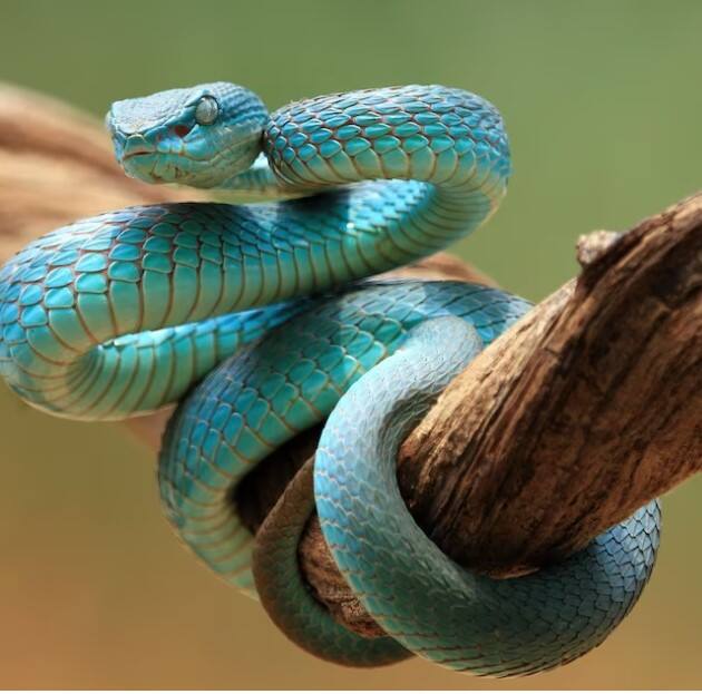 ਜ਼ਹਿਰ ਨੂੰ ਫੈਲਣ ਤੋਂ ਰੋਕਣ ਲਈ, ਉਸ ਨੂੰ ਸ਼ਾਂਤ ਰੱਖਣ ਦੀ ਕੋਸ਼ਿਸ਼ ਕਰੋ। ਹੁਣ ਜ਼ਖ਼ਮ ਨੂੰ ਢਿੱਲੀ ਤੇ ਸਾਫ਼ ਪੱਟੀ ਨਾਲ ਢੱਕ ਦਿਓ ਤੇ ਇਸ ਦੇ ਆਲੇ-ਦੁਆਲੇ ਬੰਨ੍ਹੇ ਧਾਗੇ ਜਾਂ ਗਹਿਣੇ ਨੂੰ ਹਟਾ ਦਿਓ। ਜੇਕਰ ਤੁਹਾਡੀ ਲੱਤ ਨੂੰ ਸੱਪ ਨੇ ਡੰਗ ਲਿਆ ਹੈ, ਤਾਂ ਆਪਣੇ ਜੁੱਤੇ ਉਤਾਰ ਦਿਓ ਤੇ ਐਂਬੂਲੈਂਸ ਦੀ ਉਡੀਕ ਕਰੋ।