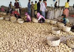 Gujarat Agriculture News: બનાસકાંઠામાં બટાકાની ખેતી કરતા ખેડૂતોમાં રોષ, 8 મહિના થવા છતાં નથી મળી સહાય