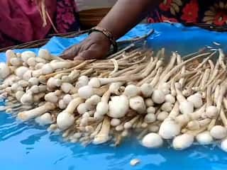 भंडाऱ्यात मटनापेक्षाही मशरूम महाग; बाजारपेठेत 'जंगली मशरूम' घेण्यासाठी नागरिकांची झुंबड, आरोग्यासाठी नेमके फायदे काय?