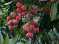 Lychee: லிச்சி சாப்பிடுவதால் ஏற்படும் நன்மைகள் பற்றி தெரியுமா? இதை படிங்க!