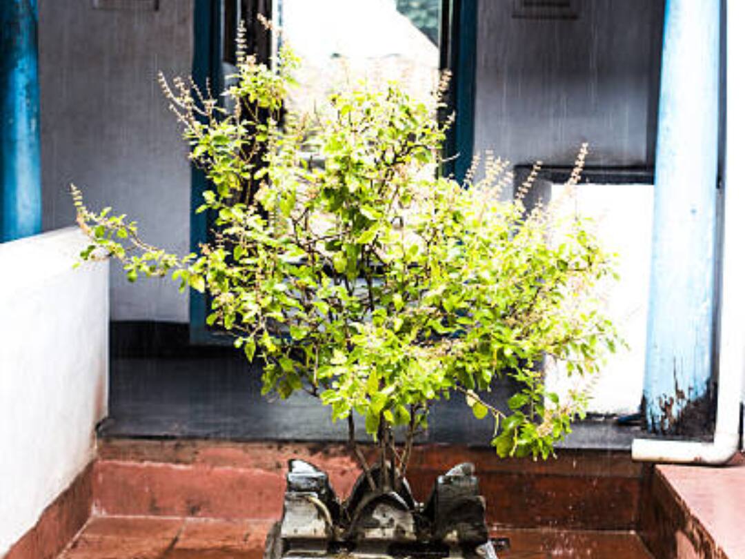 Plant Tulsi In Your Home It Will Help You To Come Out From Many Problems Tulsi In Home: తులసి మొక్క‌తో కలిపి ఈ మొక్కను నాటితే ఇంట్లో శుభ సంకేతాలు మొద‌ల‌వుతాయి