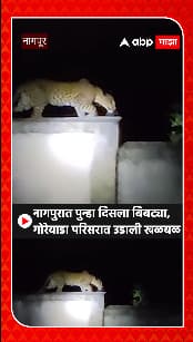Nagpur Leopard : नागपुरात पुन्हा दिसला बिबट्या, गोरेवाडा परिसरात उडाली खळबळ