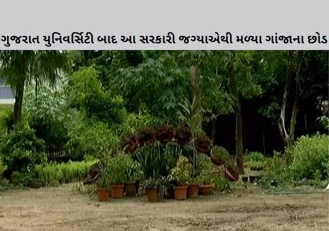 After Gujarat University now found cannabis plants from AMC Nursery Ahmedabad: ગુજરાત યુનિવર્સિટી બાદ હવે આ સરકારી જગ્યાએથી મળ્યા ગાંજાના છોડ, જાણો વધુ વિગતો