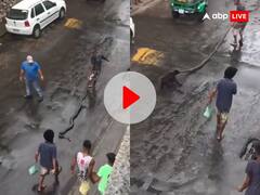 रोड पर अजगर को उल्टा घसीट रहा था शख्स, पीछे से आकर कुत्ते ने कर दिया कांड... VIDEO देख खड़े हो जाएंगे रोंगटे